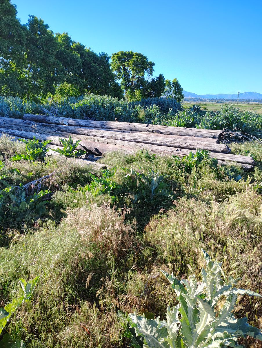 Aged telephone poles up to 28 feet long