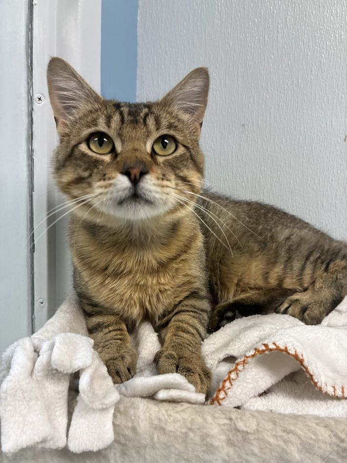 A163686 Sisco, Available for Adoption