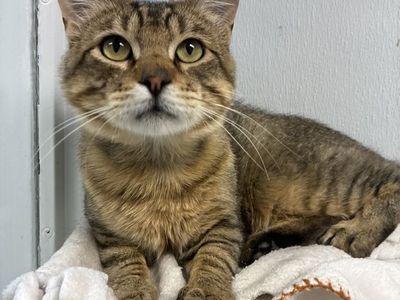A163686 Sisco, Available for Adoption