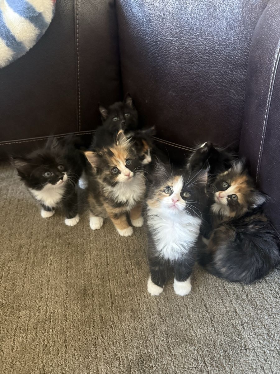 8-Week-Old Kittens - Litter Trained and Eating Solid Food