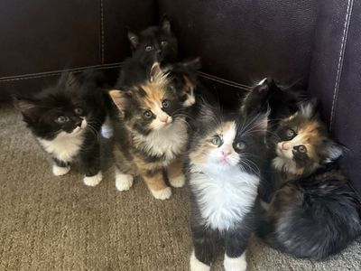 8-Week-Old Kittens - Litter Trained and Eating Solid Food