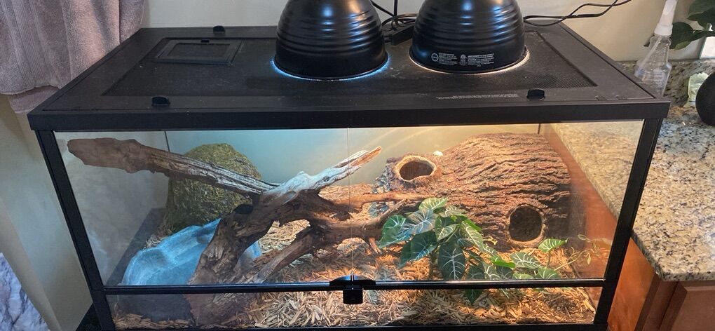 Ball python Enclosure
