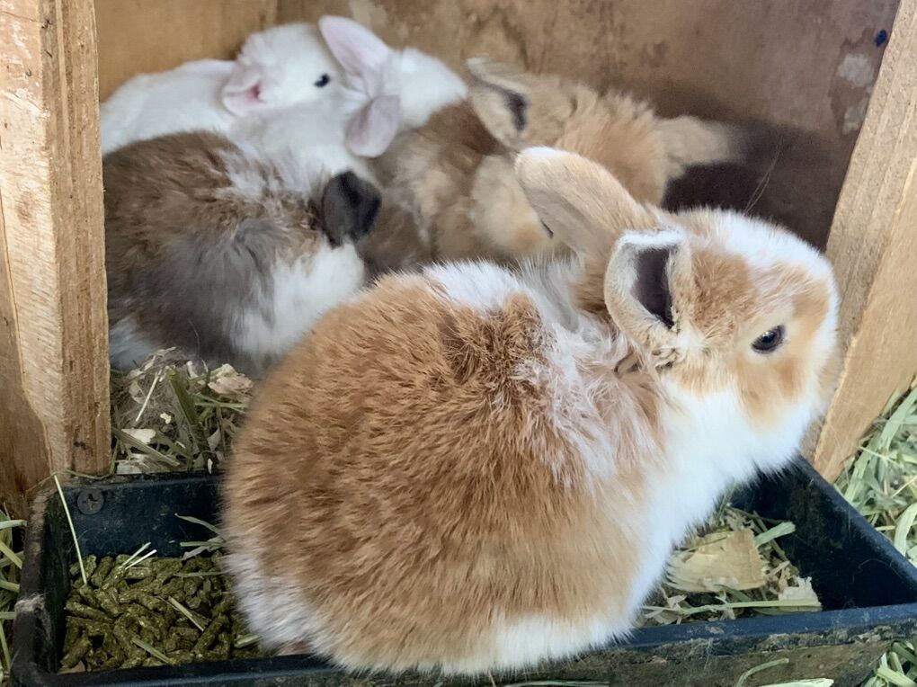 Adorable Holland Lop Babies Ready for their new homes!