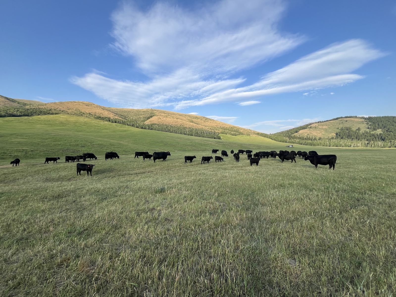 Artificial Insemination Technician - Cattle