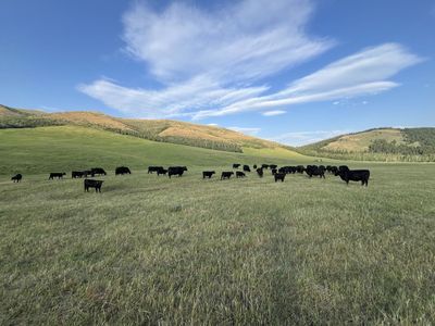 Artificial Insemination Technician - Cattle