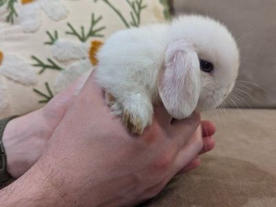 Tiniest Pedigreed Holland Lops