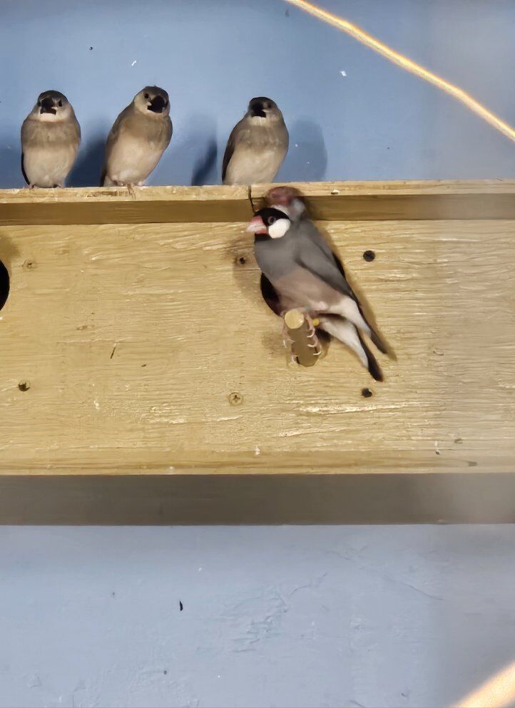 Java finch babies