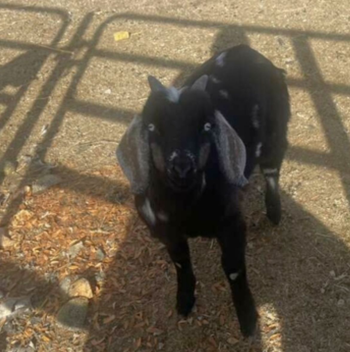 Billy goat for sale.