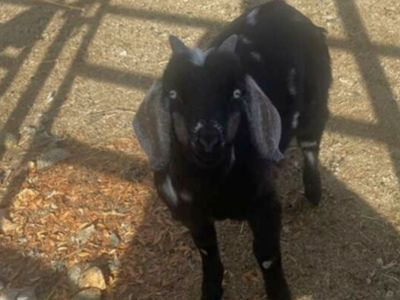 Billy goat for sale.