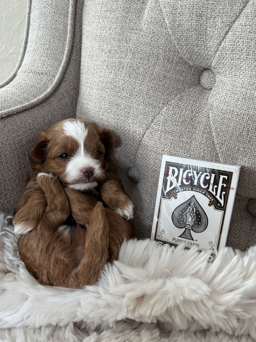 Fall 2026 Micro Multigenerational Goldendoodle Litter