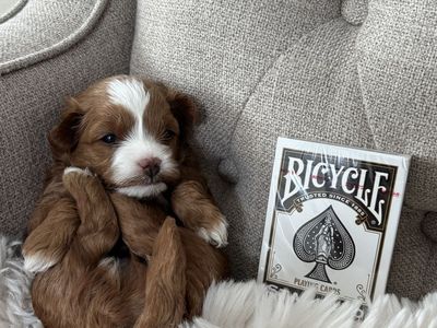 Fall 2026 Micro Multigenerational Goldendoodle Litter