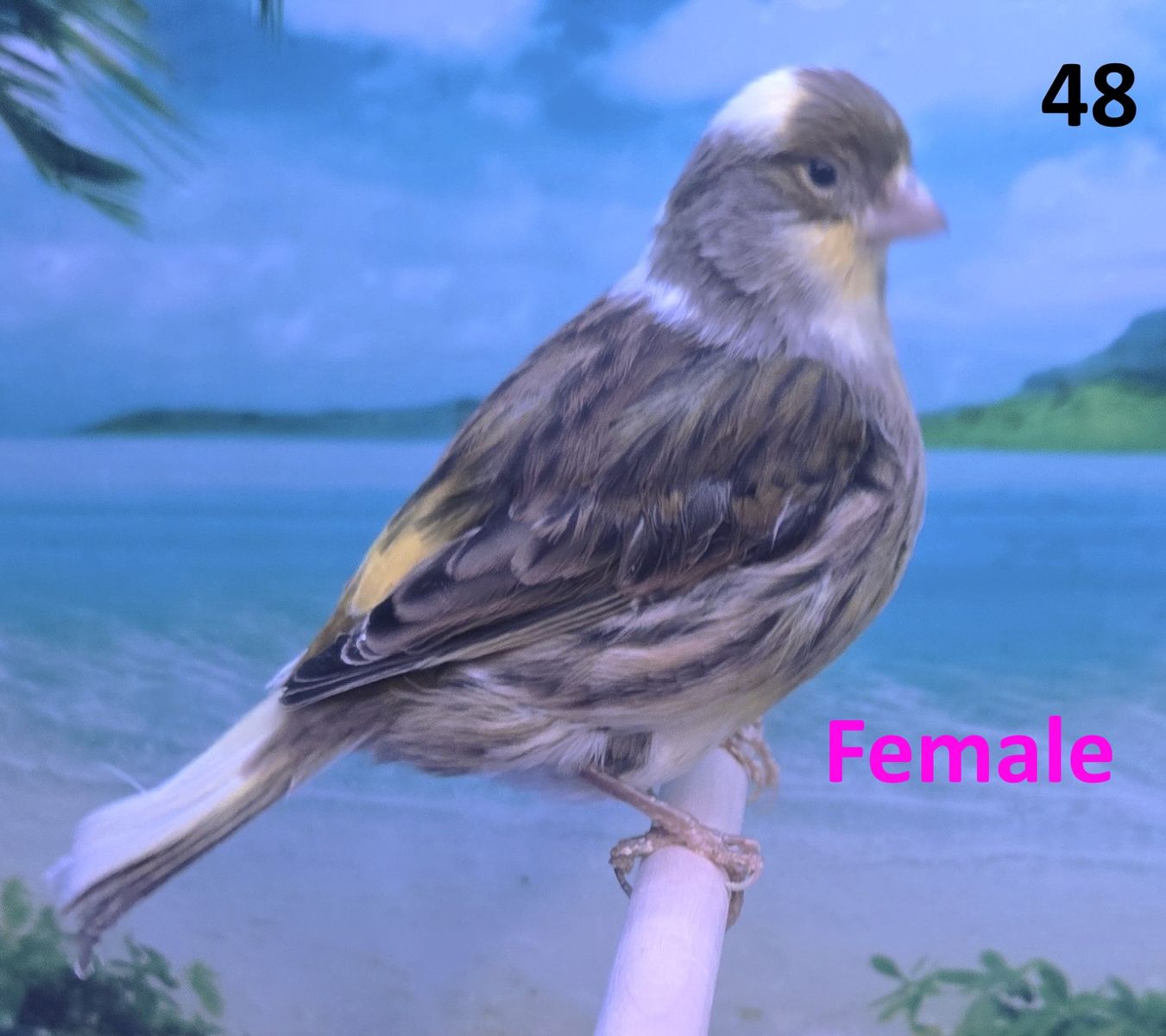 Fife Canaries For sale