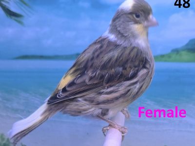 Fife Canaries For sale