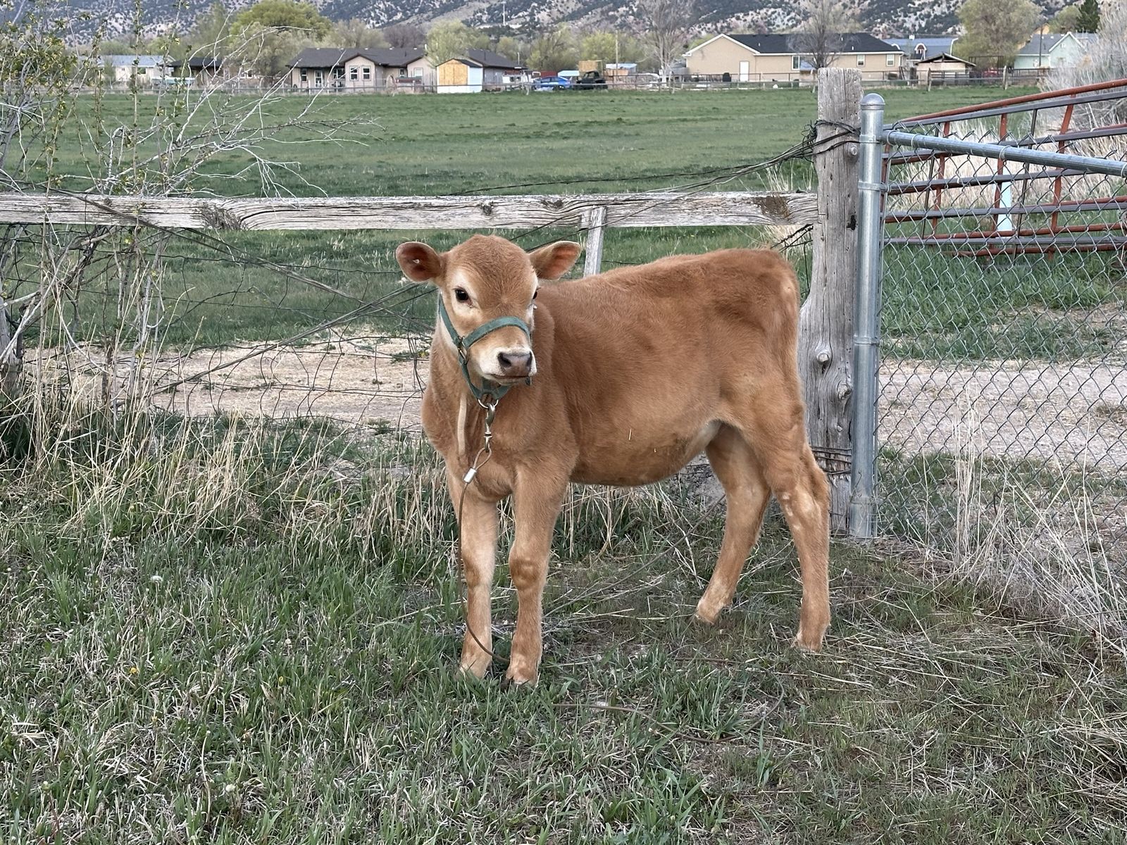Beef Cross Heifers-Charolais/Jersey - Calves Calf