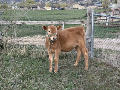 Beef Cross Heifers-Charolais/Jersey - Calves Calf
