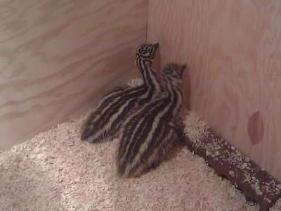 Pair of baby Emus