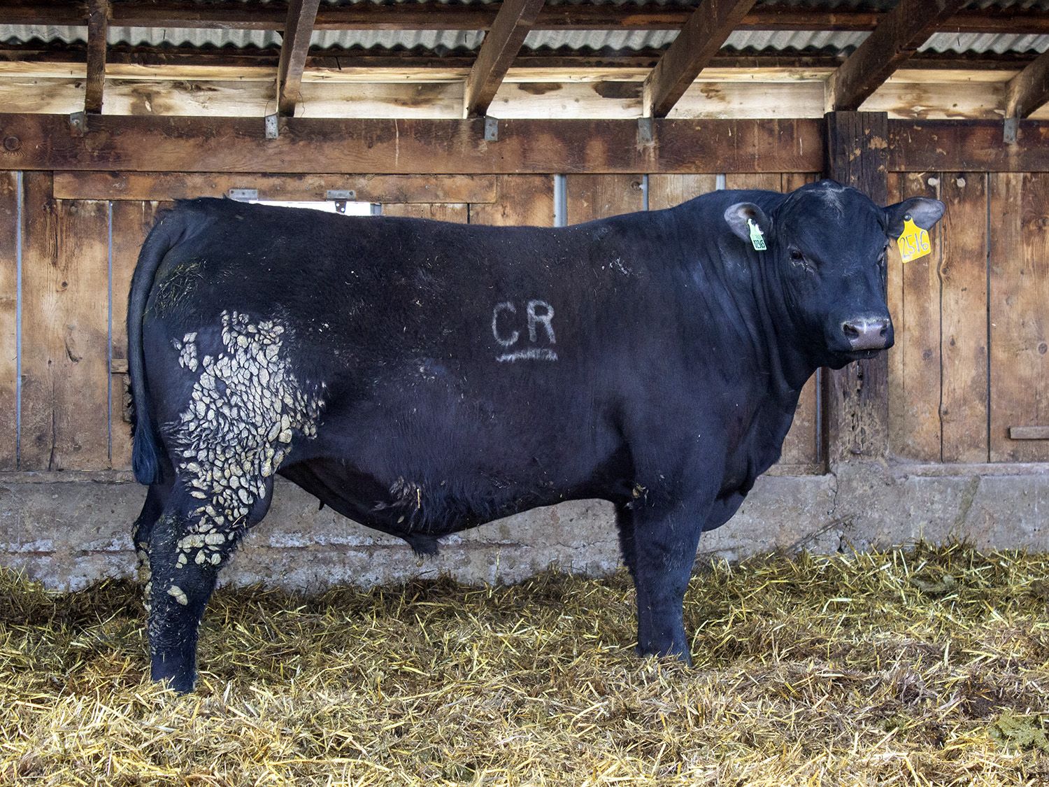 Yearling Angus Bulls