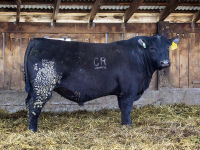 Yearling Angus Bulls