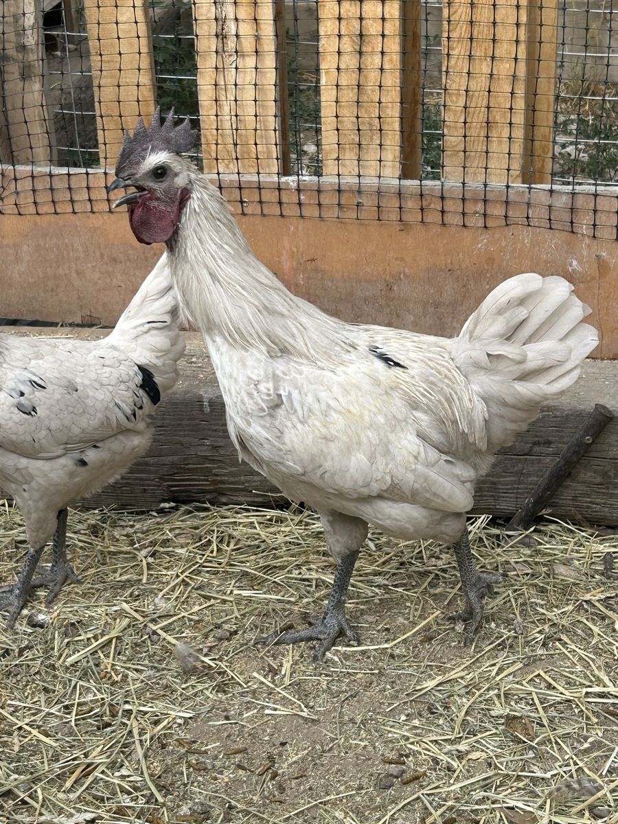Zombie Rooster