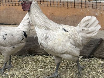 Zombie Rooster