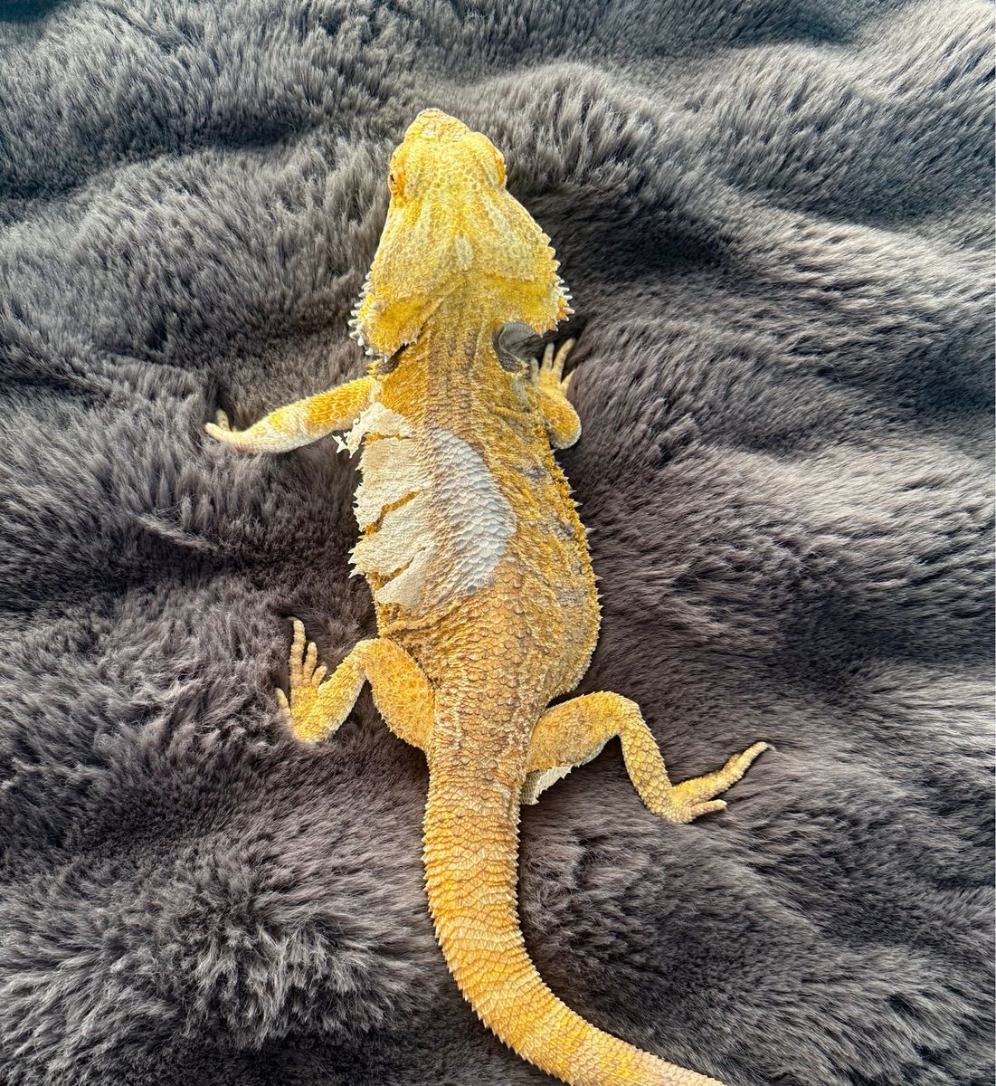 Yellow Bearded Dragon - Active, Healthy Reptile