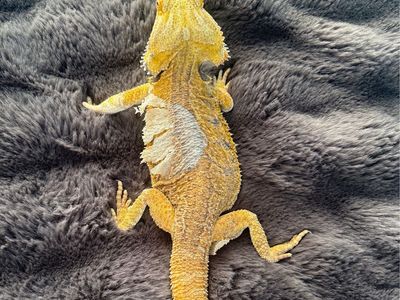 Yellow Bearded Dragon - Active, Healthy Reptile