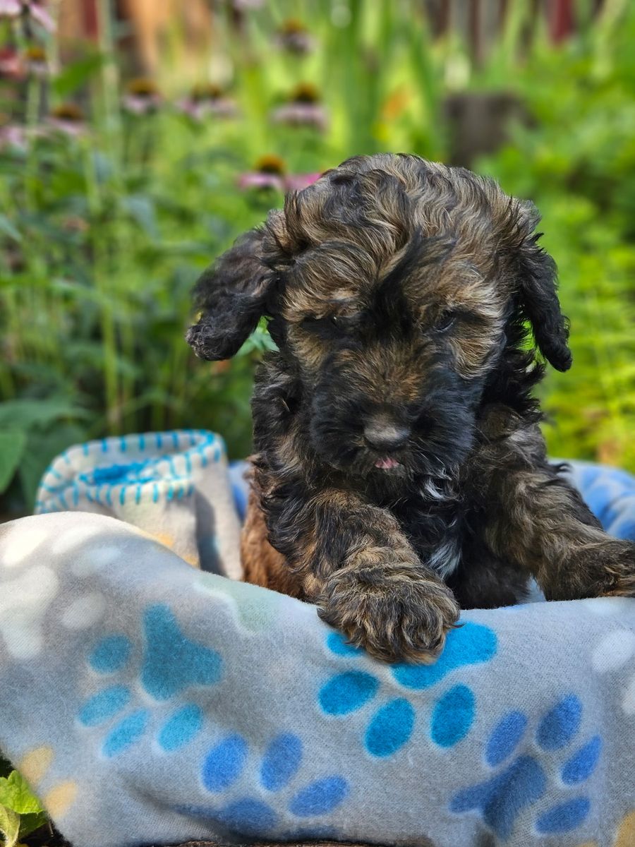 Brindle Aussiedoodle