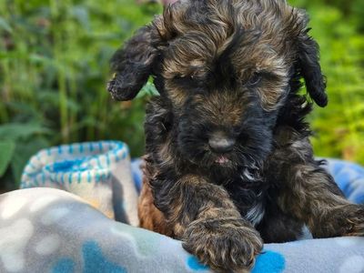 Brindle Aussiedoodle
