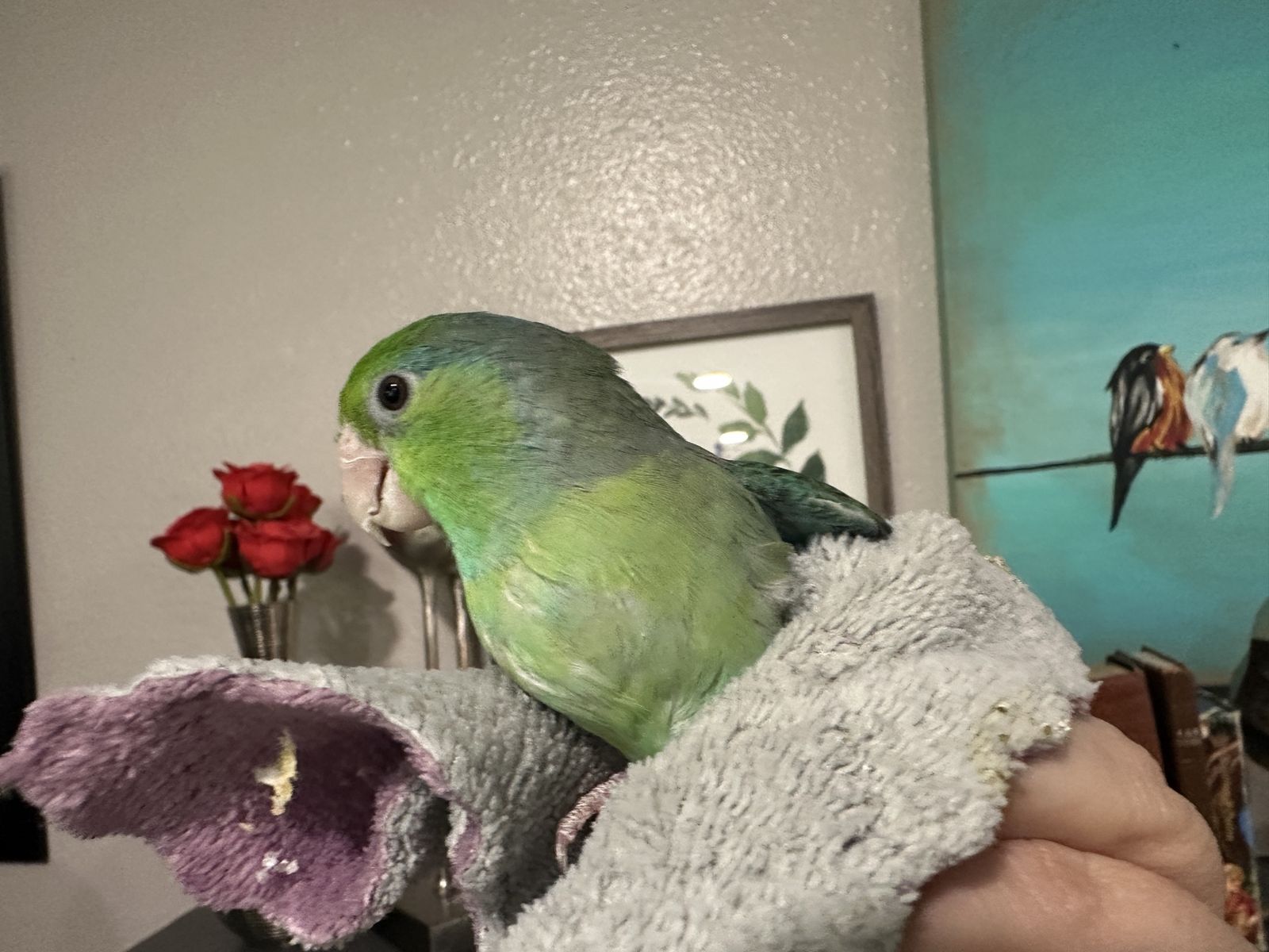 2 female parrotlets - not tame
