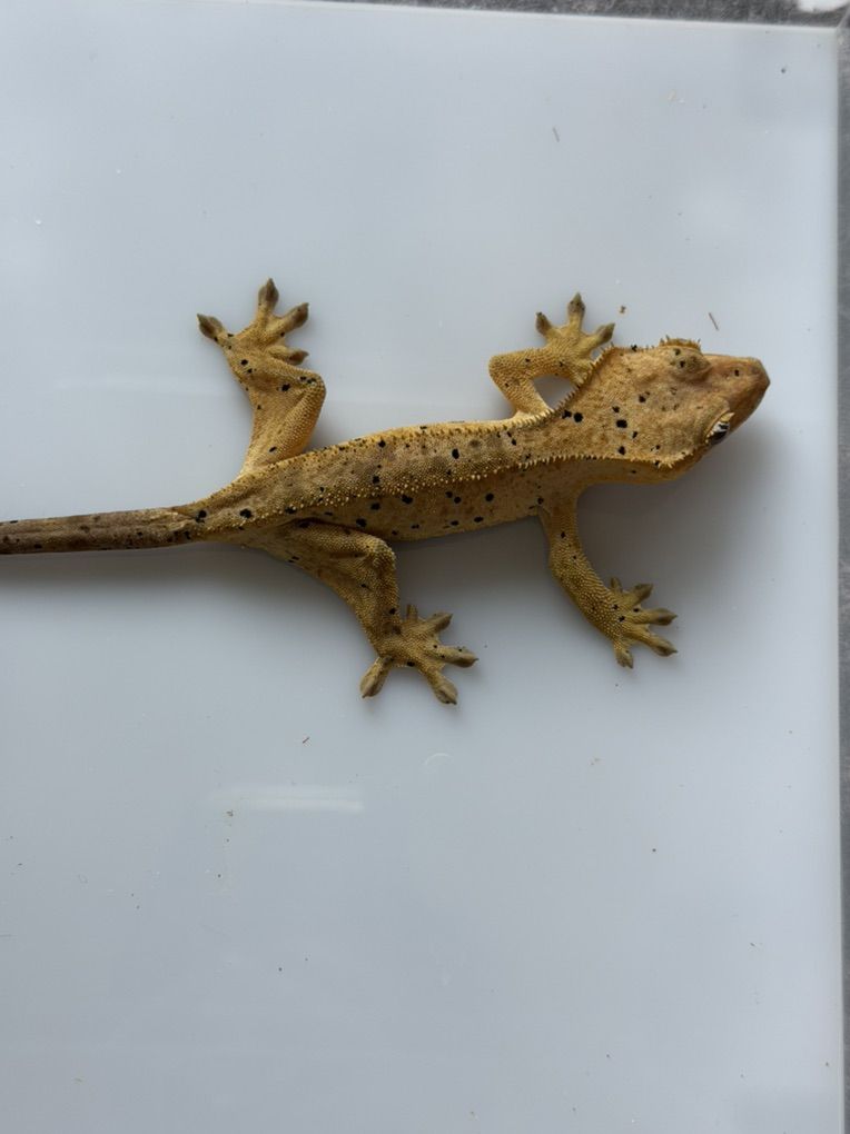Female Dalmation crested Gecko