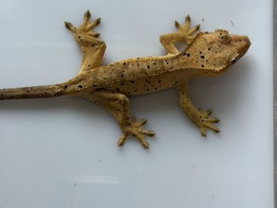 Female Dalmation crested Gecko