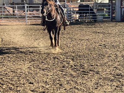 Pony