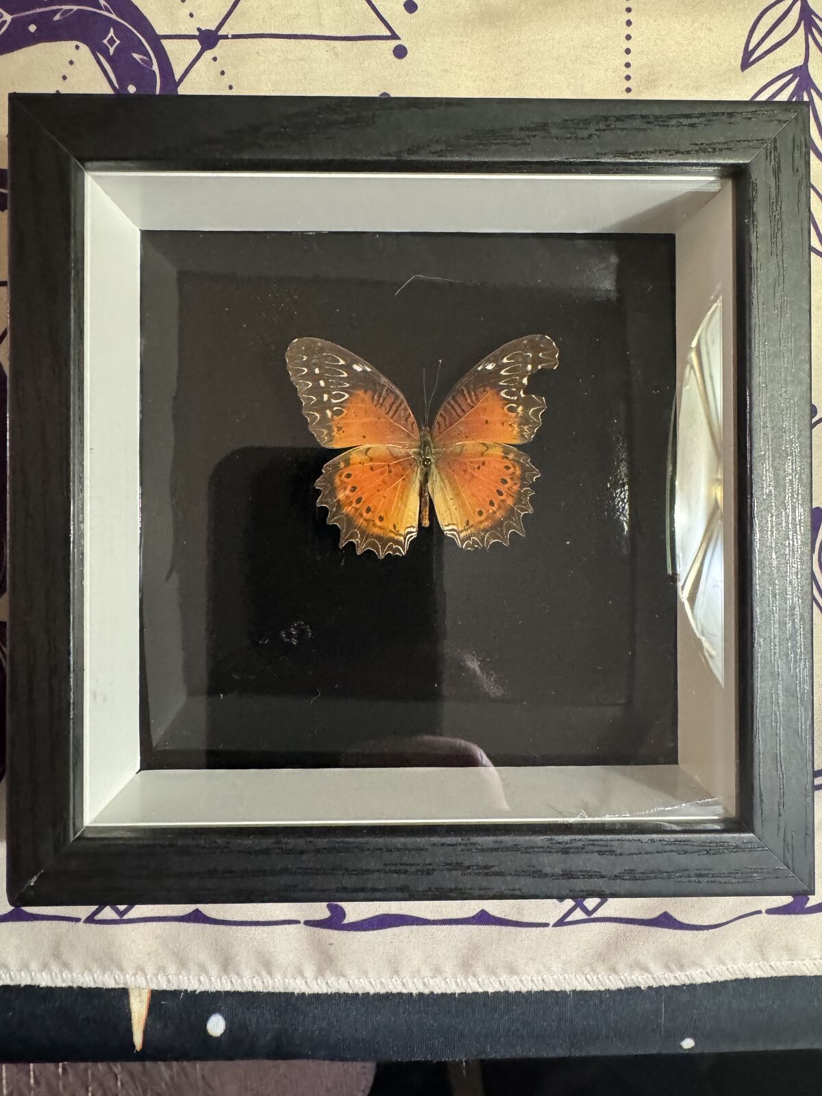 Butterfly Wall Art