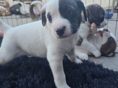 Maltese Pitbull Mix Puppies