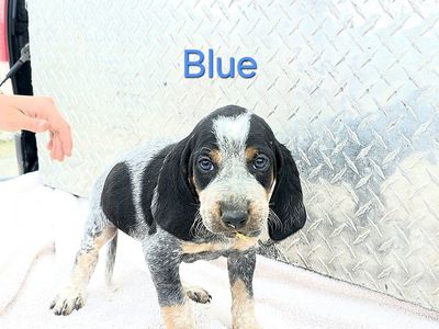 Hound Puppies