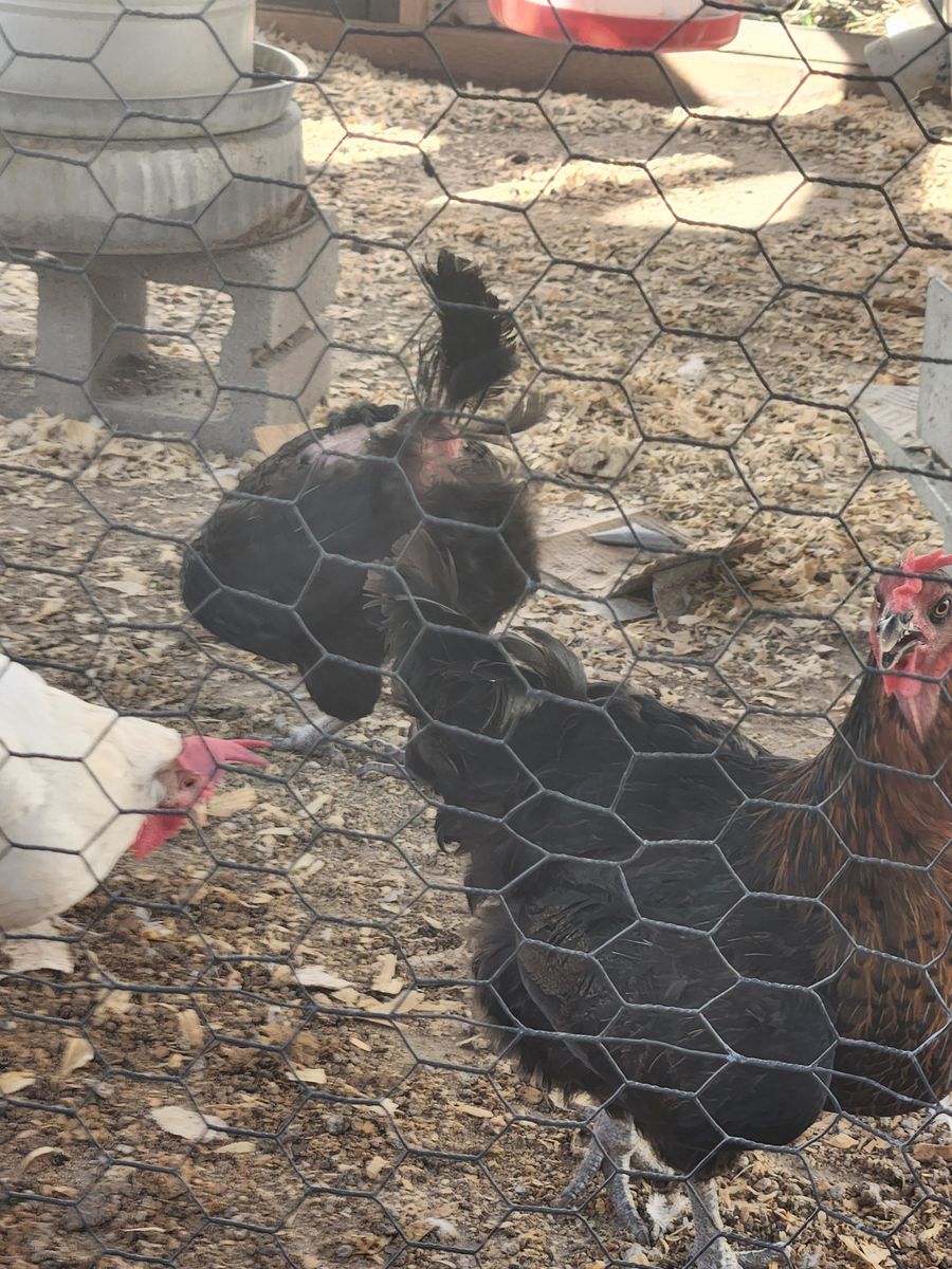 Laying Hens/Chickens