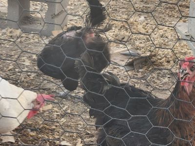 Laying Hens/Chickens