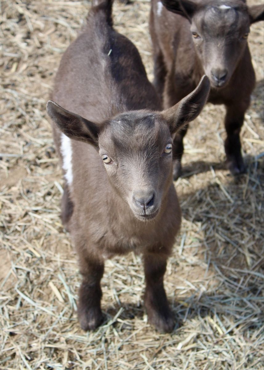 Nigerian Dwarf Wether