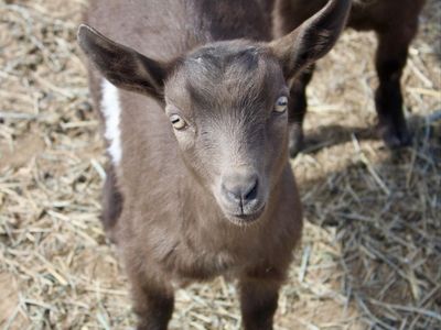 Nigerian Dwarf Wether