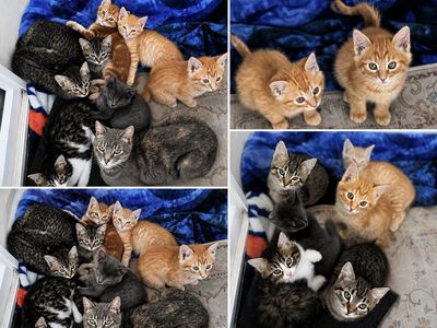 6 adorable kittens!