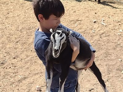 Mini Lamancha/Oberhasli doeling $100