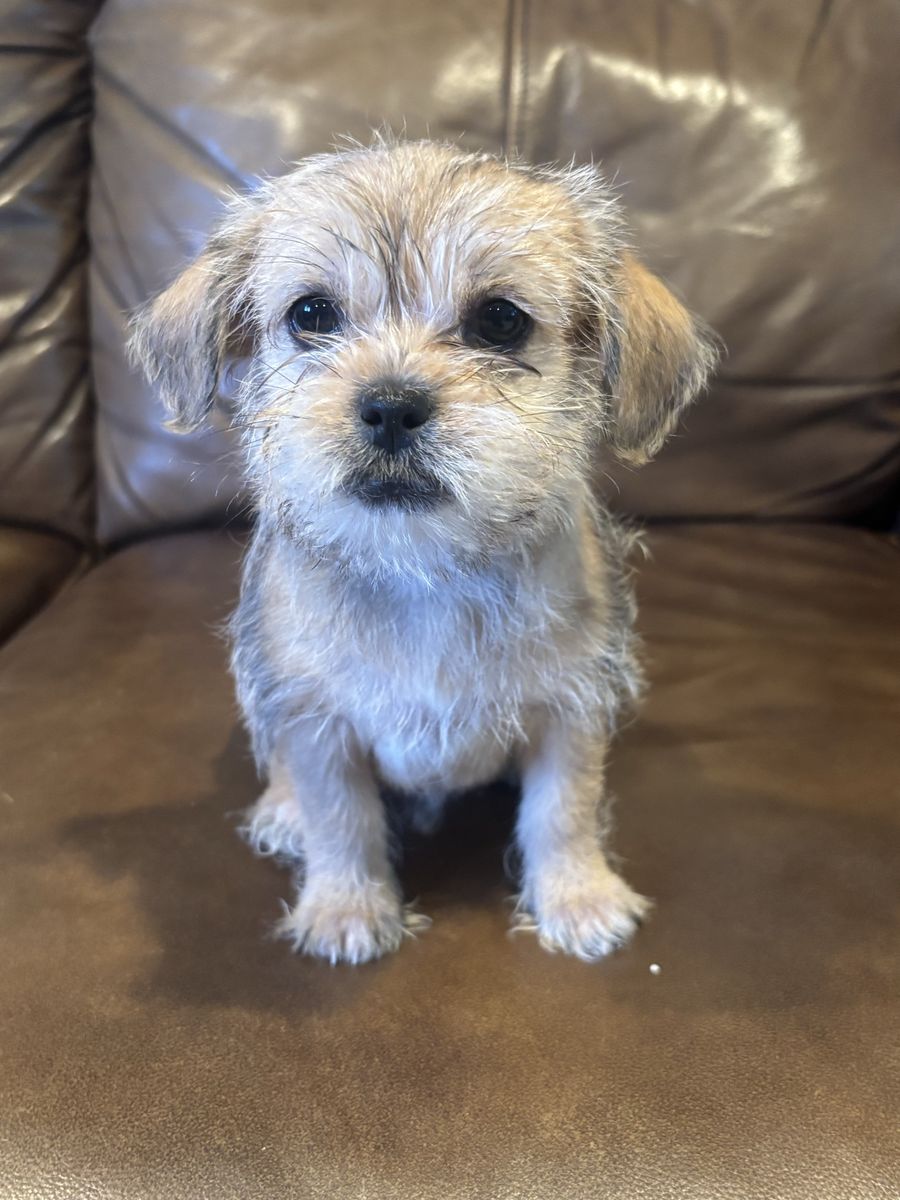 Adorable 2-Month-Old Shih Tzu/ American terrier Puppies (3 Girls, 3 Boys)