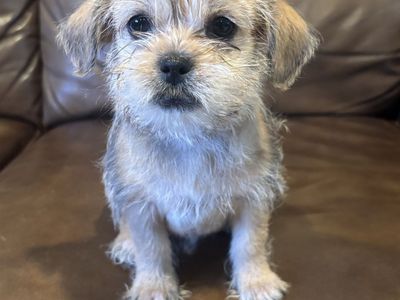 Adorable 2-Month-Old Shih Tzu/ American terrier Puppies (3 Girls, 3 Boys)