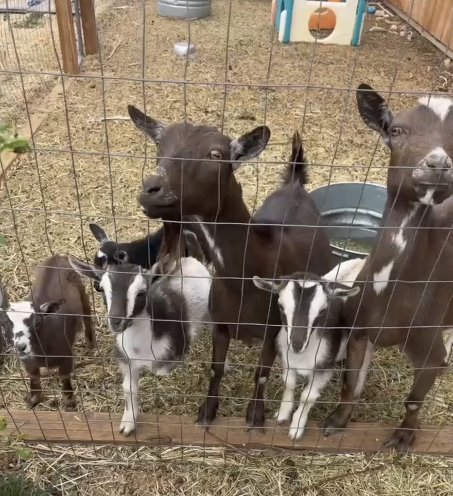 Bottle Baby Nigerian Dwarf Dairy Goats