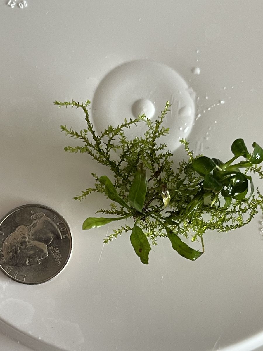 Java Vern And Anubias Nana Petite