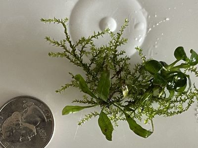 Java Vern And Anubias Nana Petite