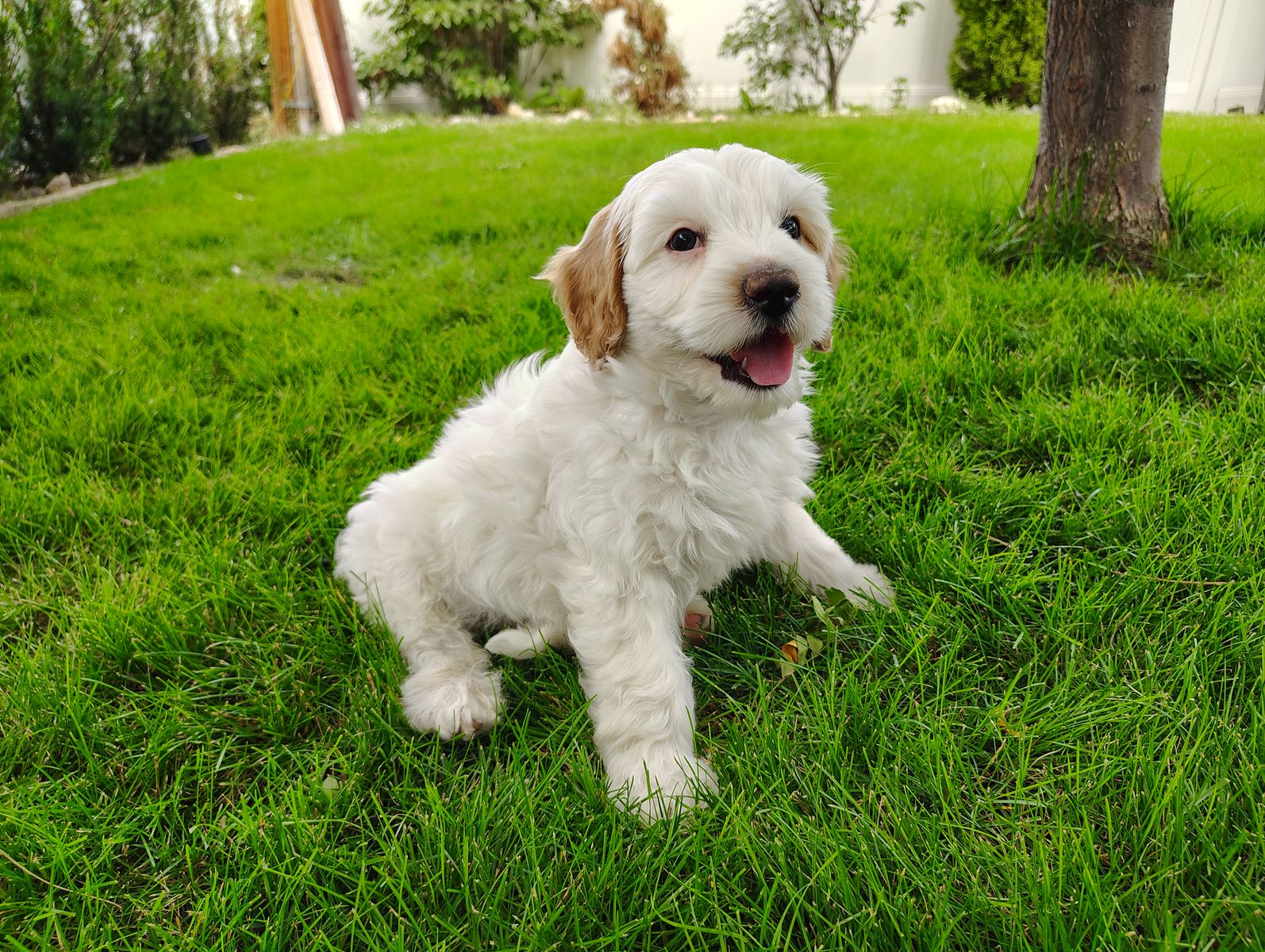 3rd Gen Mini GOLDEN CAVAPOO Puppies Goldendoodle Cavalier Golden Retriever Poodle White Red Multi-gen