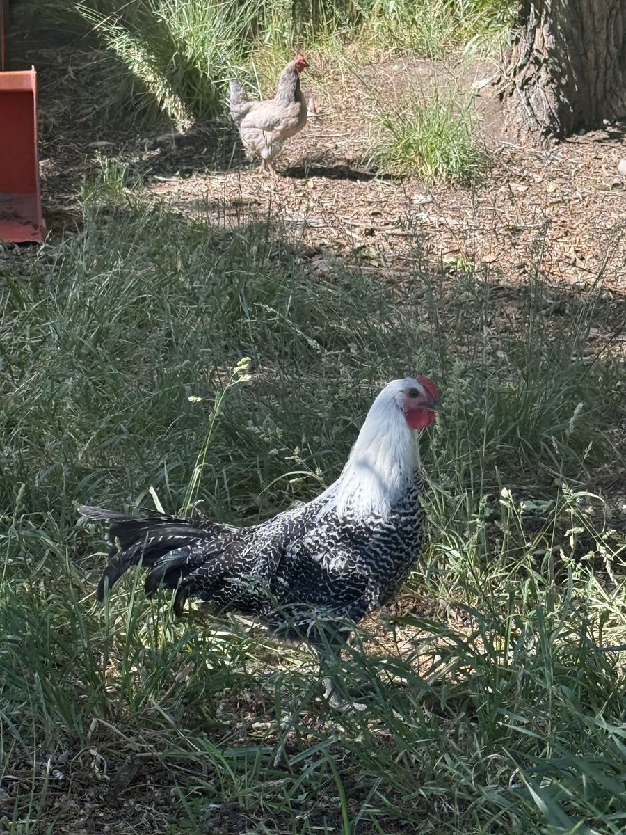 Silver and Gold deathlayer roosters