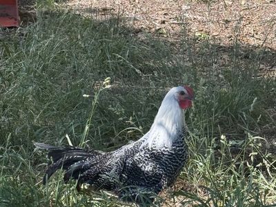 Silver and Gold deathlayer roosters
