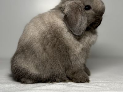 Holland Lop Buck